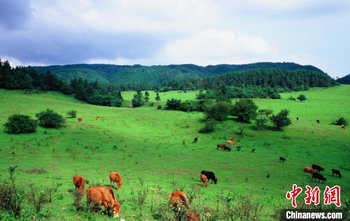 重慶市武隆區(qū)荊竹村の高山草原（撮影?王津川）。