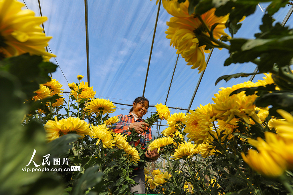 農(nóng)民の収入増を後押しする「花経済」　江西省大余