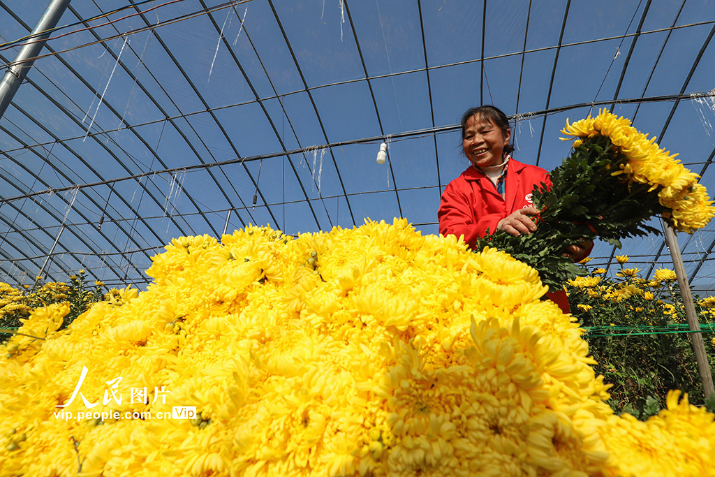 農(nóng)民の収入増を後押しする「花経済」　江西省大余