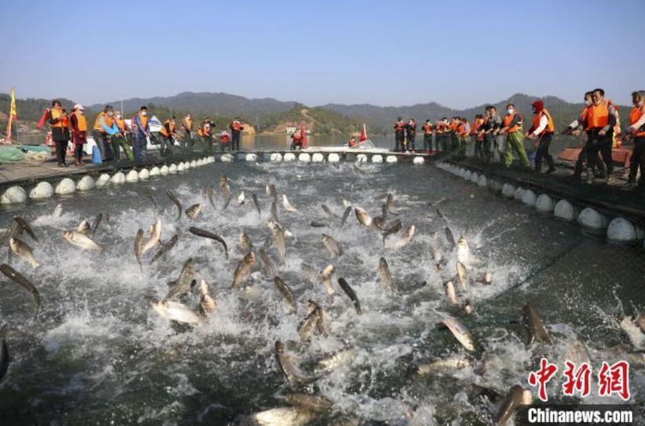 冬至に賑わい見せる冬の漁、漁村の多彩な「冬の天日干し」　江西省萬安