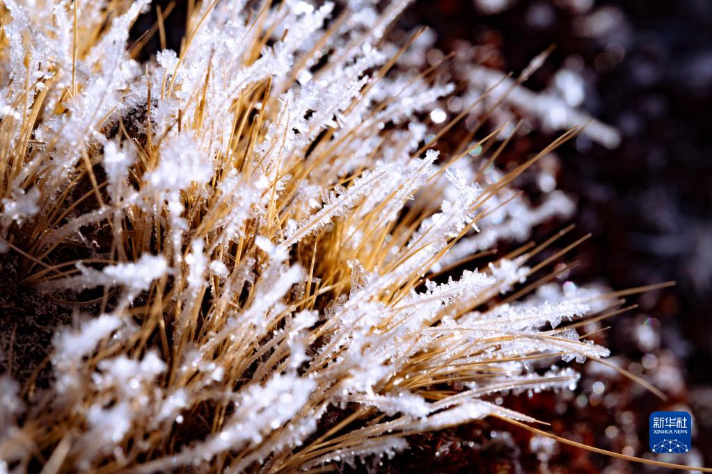雲(yún)南省迪慶蔵（デチェン?チベット）族自治州維西傈僳（リス）族自治県保和鎮(zhèn)の標(biāo)高の高い山岳エリアで撮影された草の上にびっしり咲いた「氷の花」（1月2日撮影?李建生）。