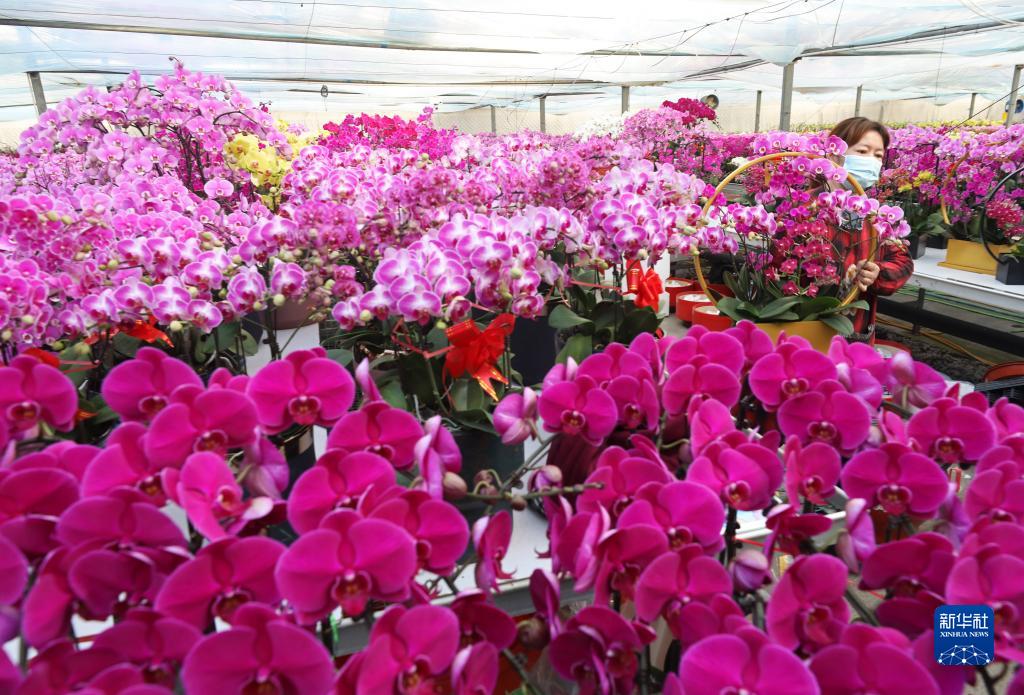 新年は艶やかに！満開の胡蝶蘭　河北省