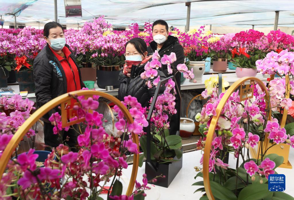 新年は艶やかに！満開の胡蝶蘭　河北省