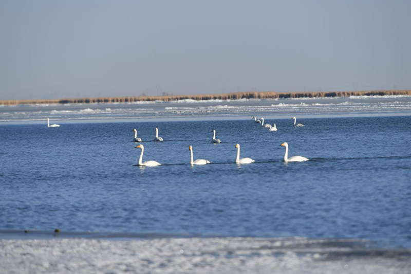 可魯克湖-托素湖で遊び戯れる希少野生動(dòng)物　青海省