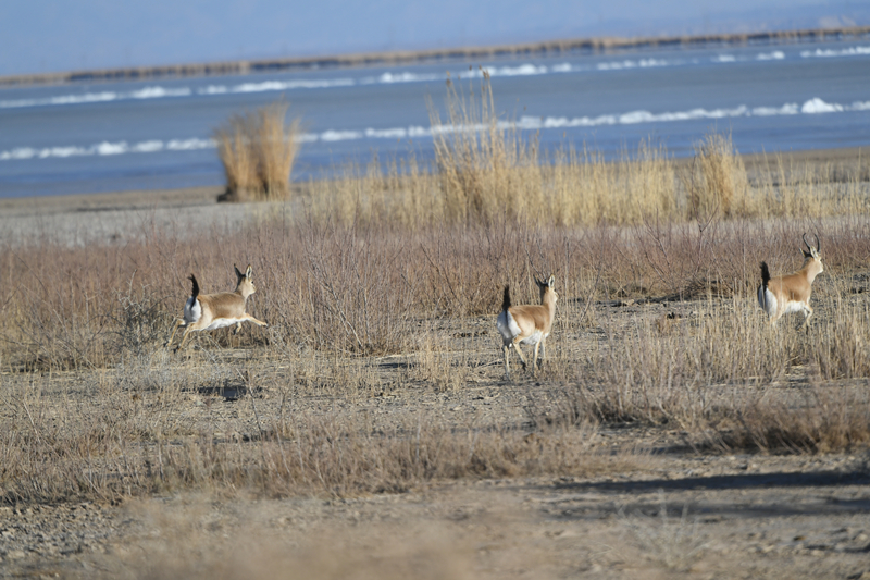 可魯克湖-托素湖で遊び戯れる希少野生動物　青海省