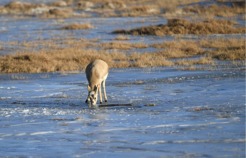 可魯克湖-托素湖で遊び戯れる希少野生動物　青海省