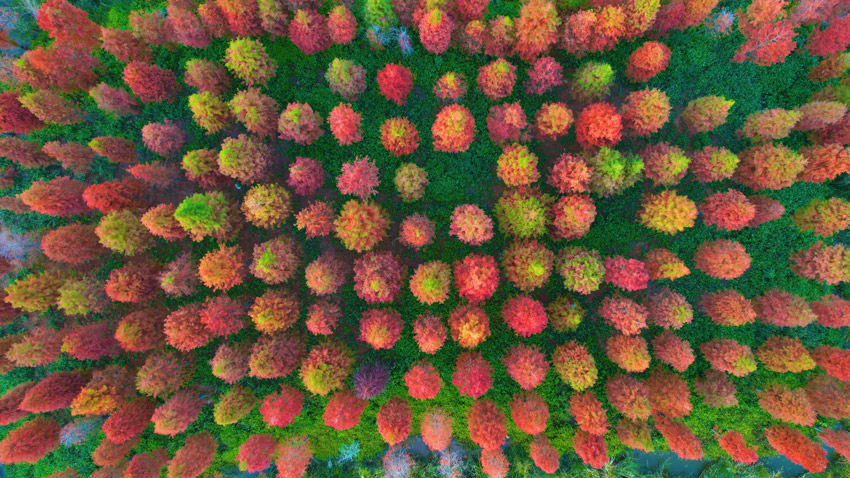 キャラメル色に染まったラクウショウの林はまるで「おとぎの森」　雲(yún)南省