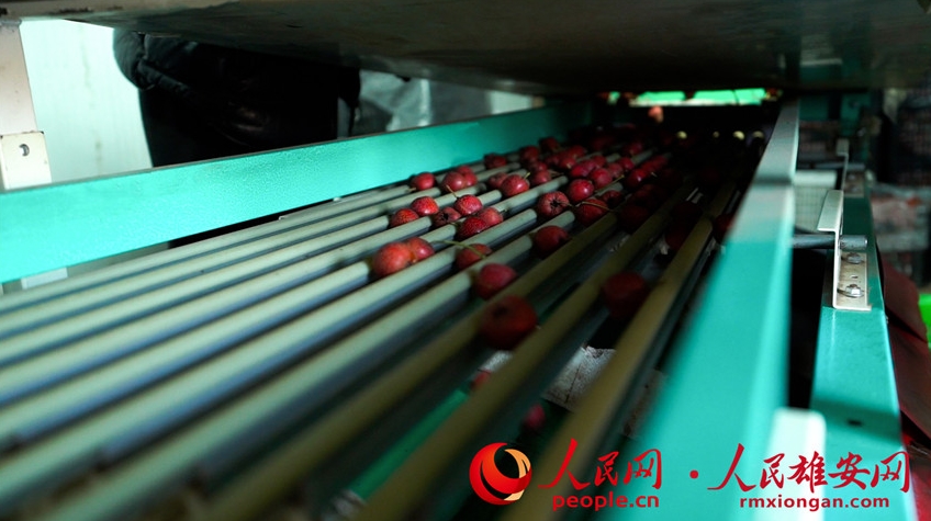 雄安の「糖葫蘆の里」、甘い年越しの味を?qū)盲堡搿『颖笔?></a></td></tr><tr><td class=