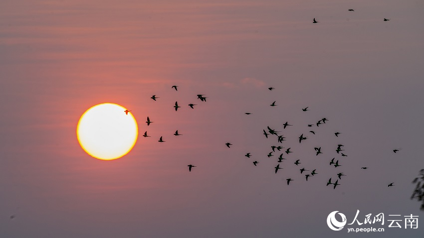バライロコセイインコの群れをとらえた寫(xiě)真の數(shù)々　雲(yún)南省徳宏州
