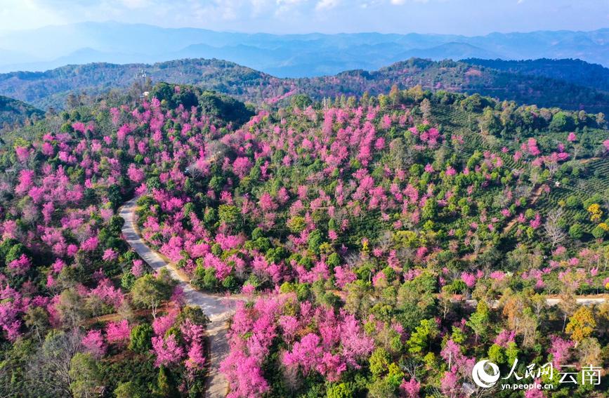 満開迎え一面に咲き誇る景邁山の冬桜　雲(yún)南省