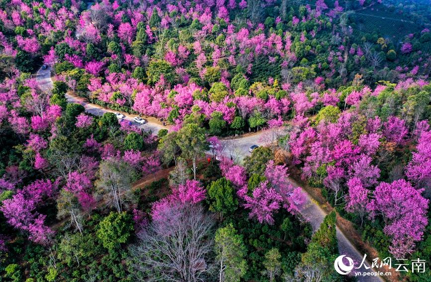 満開(kāi)迎え一面に咲き誇る景邁山の冬桜　雲(yún)南省