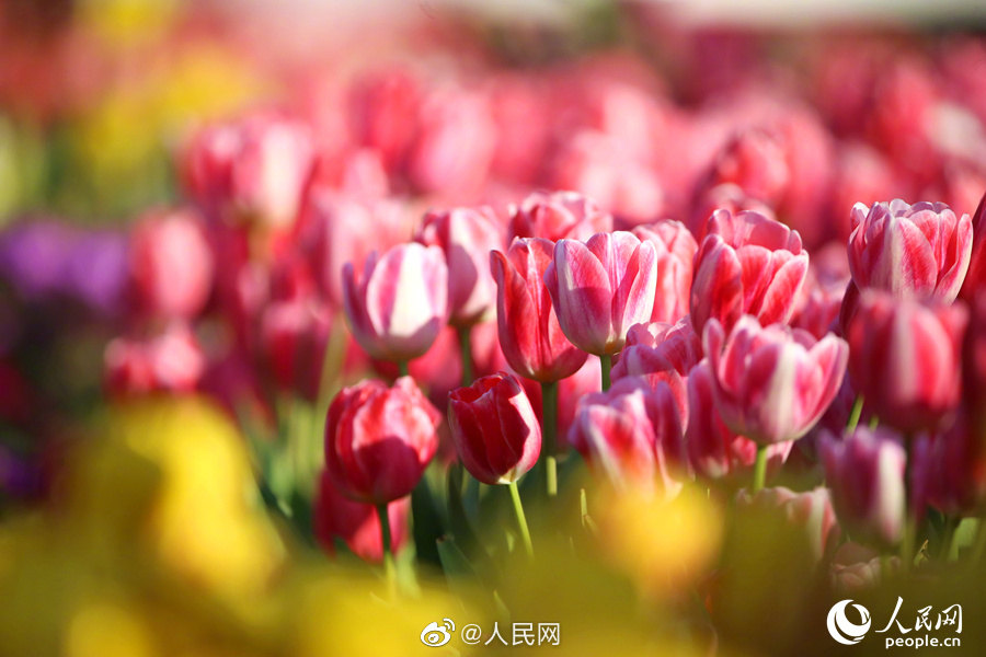 満開のチューリップに思わずウットリ！　福建省廈門