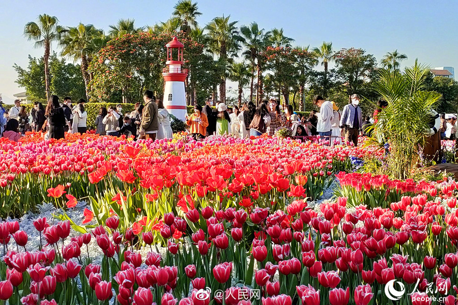 満開のチューリップに思わずウットリ！　福建省廈門