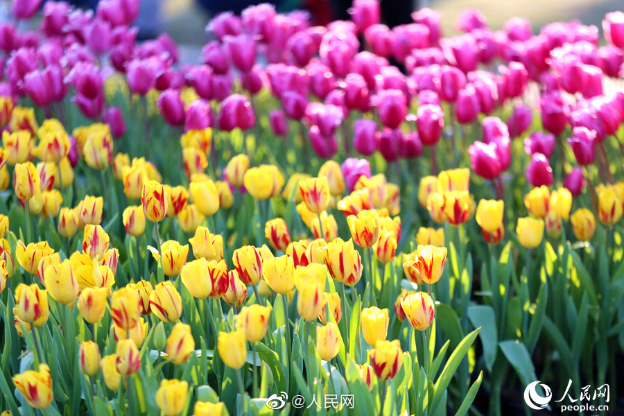満開のチューリップに思わずウットリ！　福建省廈門