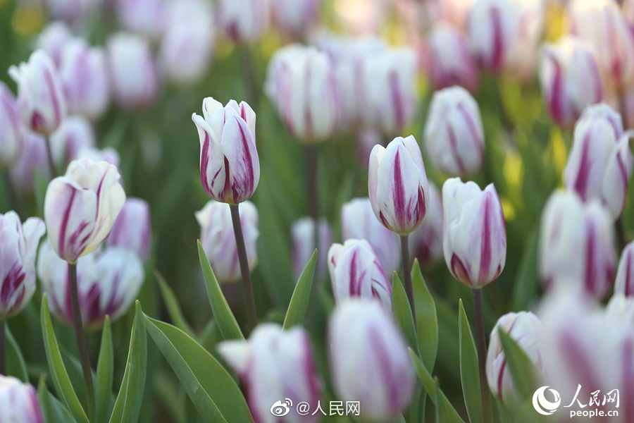 満開のチューリップに思わずウットリ！　福建省廈門