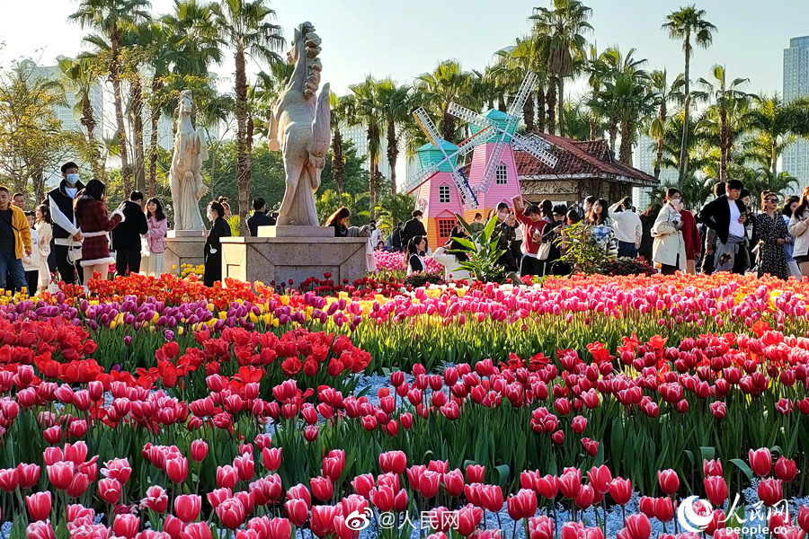 満開(kāi)のチューリップに思わずウットリ！　福建省廈門(mén)