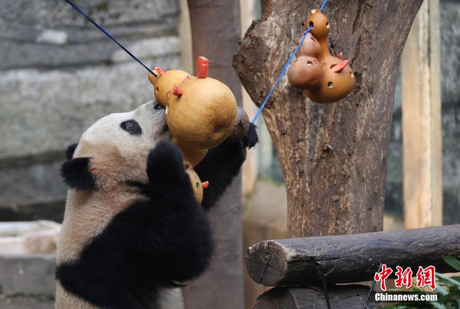 元宵節(jié)特別メニューを楽しむパンダ　重慶動物園