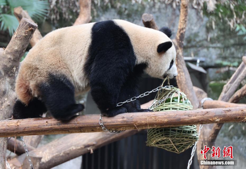 元宵節(jié)特別メニューを楽しむパンダ　重慶動(dòng)物園
