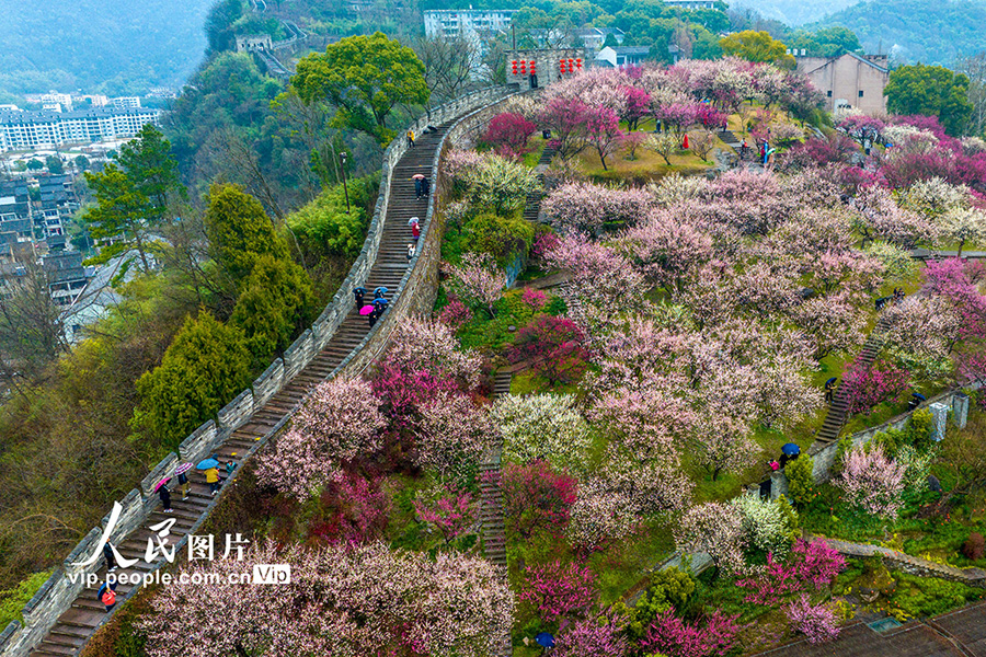 観光客を歓迎する満開の梅の花　浙江省臨海　