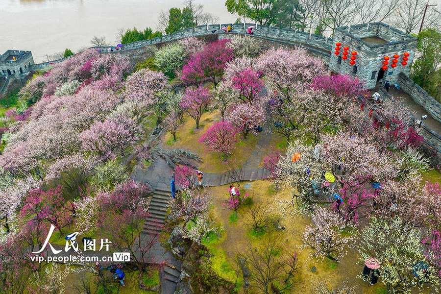 観光客を歓迎する満開の梅の花　浙江省臨?！?></a></td></tr><tr><td class=