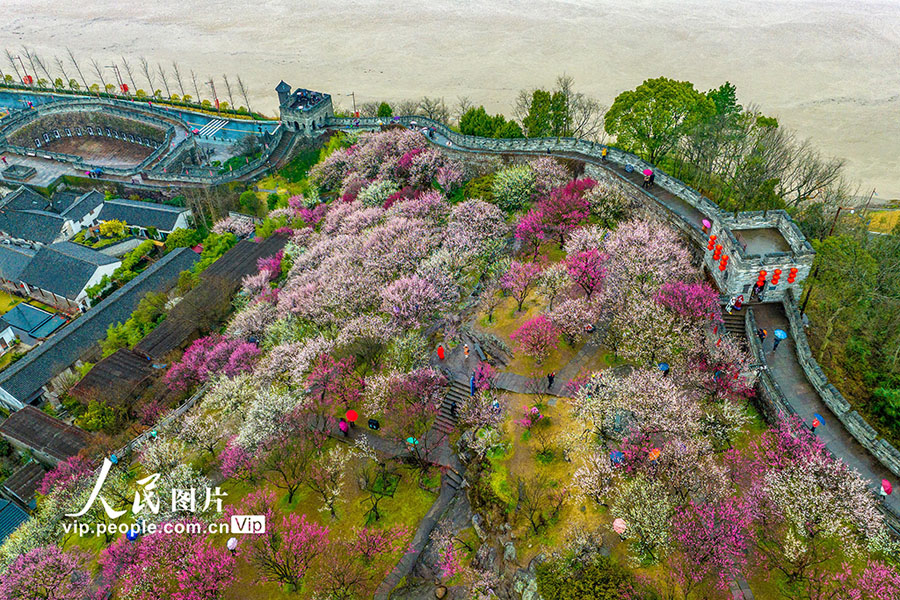 観光客を歓迎する満開の梅の花　浙江省臨海　