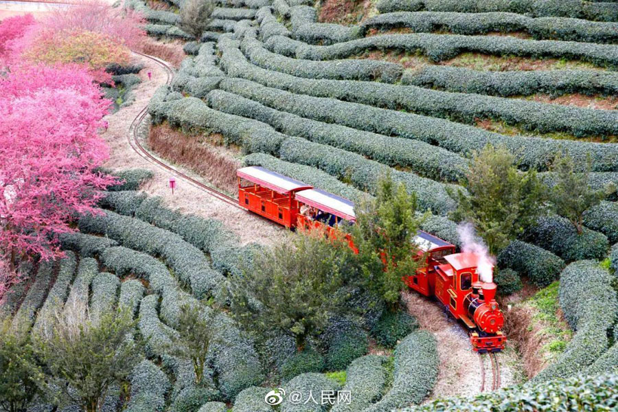 美しいピンクの花をつけた10萬本の桜　福建省