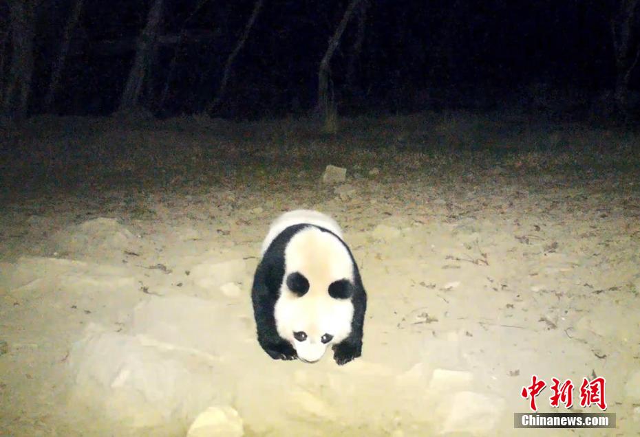 四川省平武で野生のパンダの動(dòng)畫撮影に成功