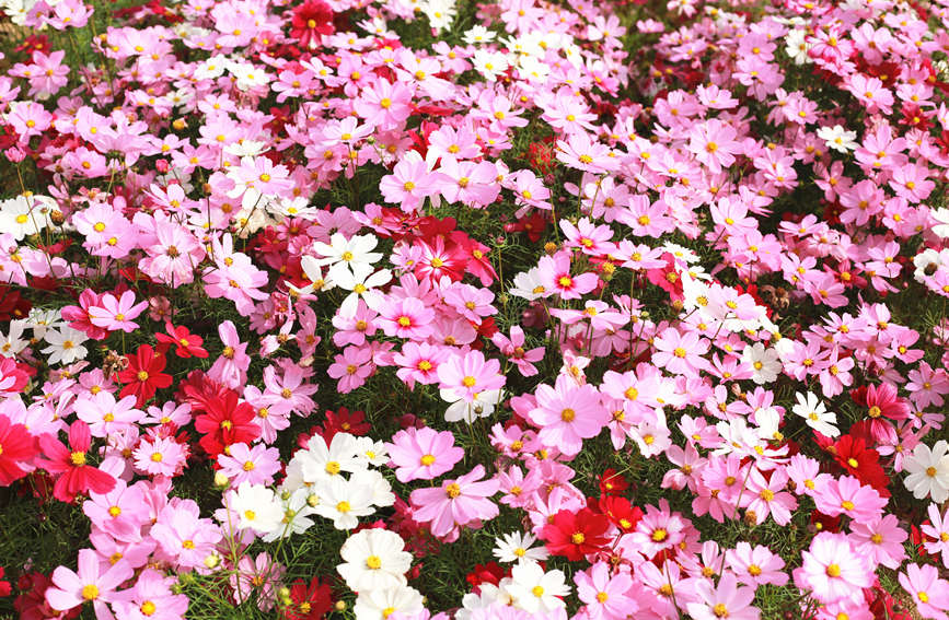 コスモスの花が満開に　海南省昌江