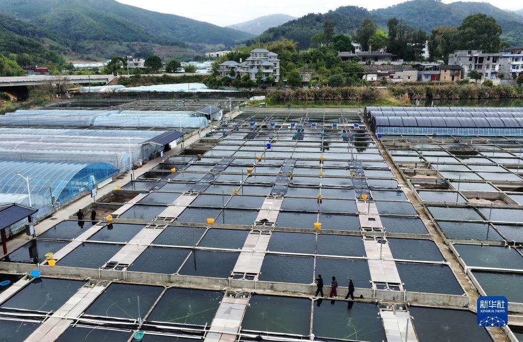 「小さな」金魚が「大きな」産業(yè)に　福建省関中村