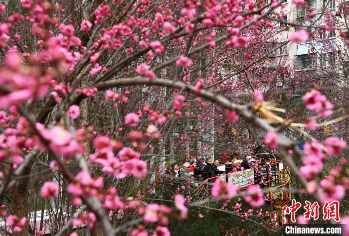 梅が開(kāi)花し、春の香りに包まれる重慶市