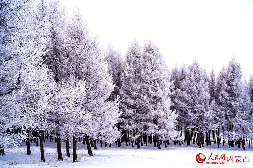 內蒙古克什克騰旗に広がる幻想的で美しい霧氷