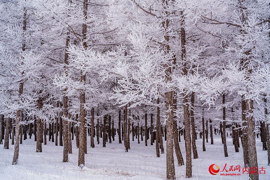 內(nèi)蒙古克什克騰旗に広がる幻想的で美しい霧氷