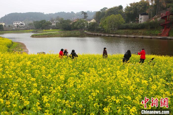 20ヘクタールの菜の花畑が満開(kāi)に　重慶市巴南