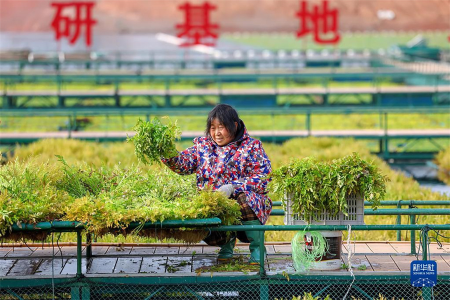 春の収穫を迎えた浙江のエコ浮島