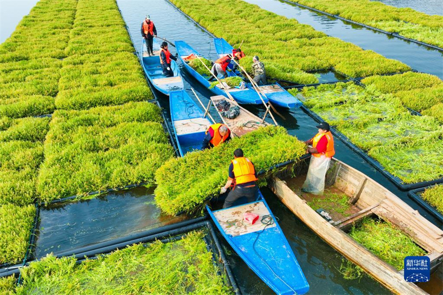 春の収穫を迎えた浙江のエコ浮島