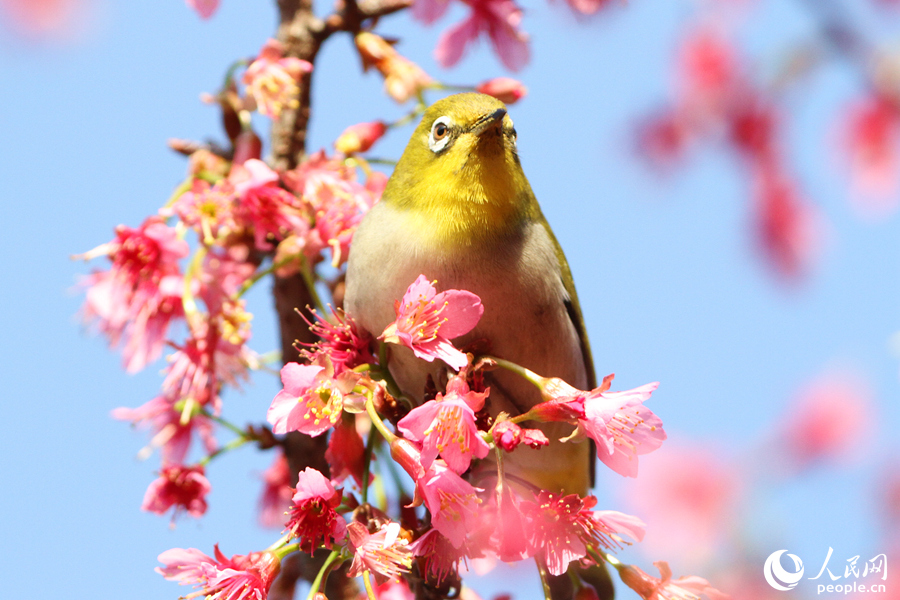 満開の桜と鳥のさえずる春の日を満喫　福建省廈門