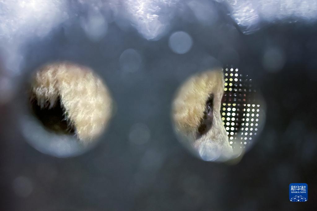 パンダのシャンシャン、四川省成都に無事到著