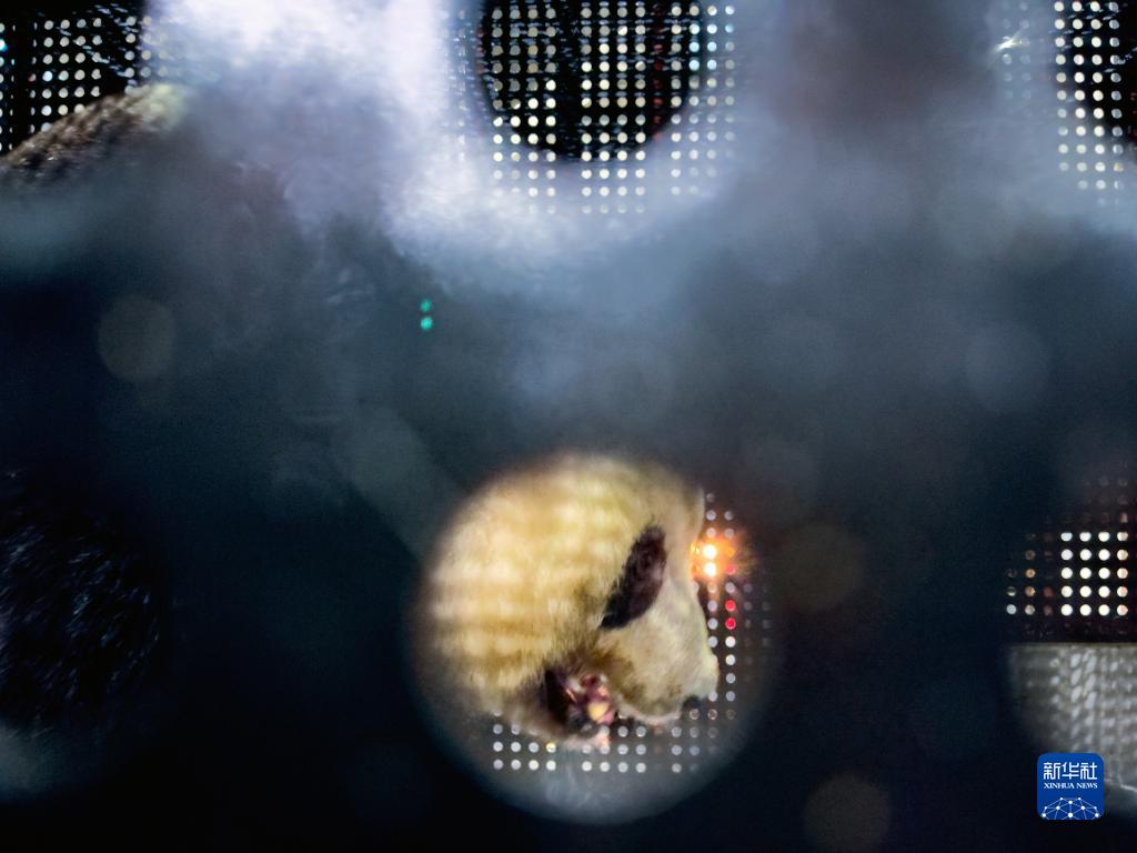 パンダのシャンシャン、四川省成都に無事到著