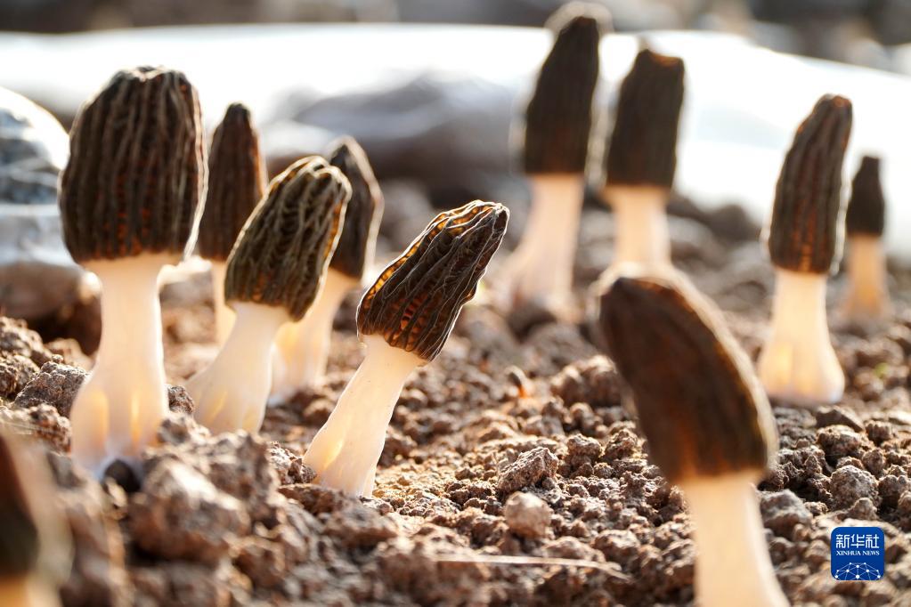 山東省菏沢市成武県汶上集鎮(zhèn)で、収穫シーズンを迎えたアミガサタケ（2月22日撮影?徐速絵）。