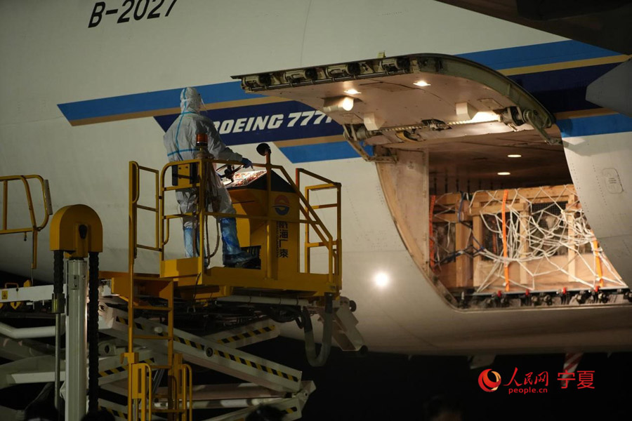 繁殖用羊1700頭がニュージーランドからチャーター機(jī)で到著　寧夏銀川