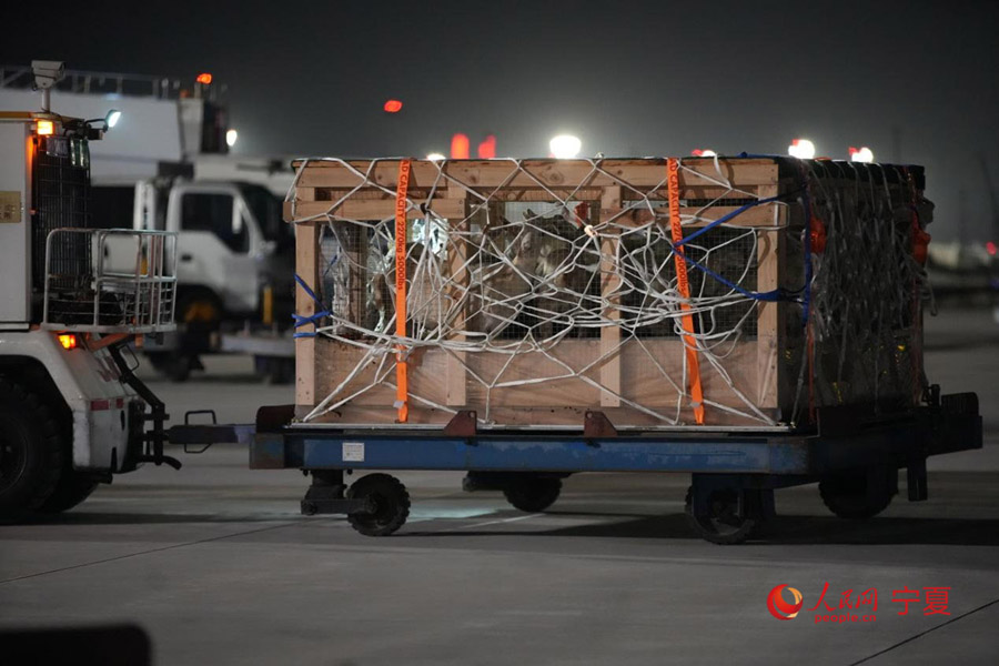 銀川河?xùn)|國際空港に到著する繁殖用羊（2月22日撮影?高嘉蔚）