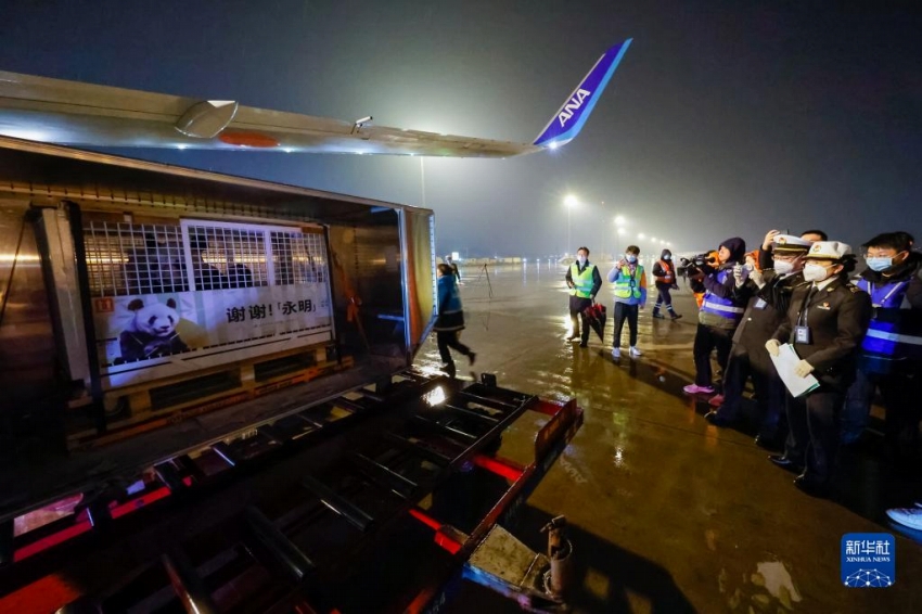 パンダの「永明」も中國に無事帰國　30歳の高齢で16頭の父親