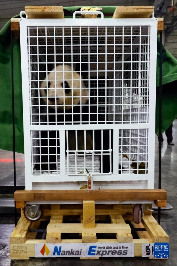 パンダの「永明」も中國(guó)に無(wú)事帰國(guó)　30歳の高齢で16頭の父親