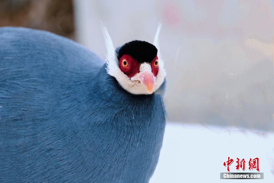 アオミミキジを?qū)幭膜钨R蘭山で観測