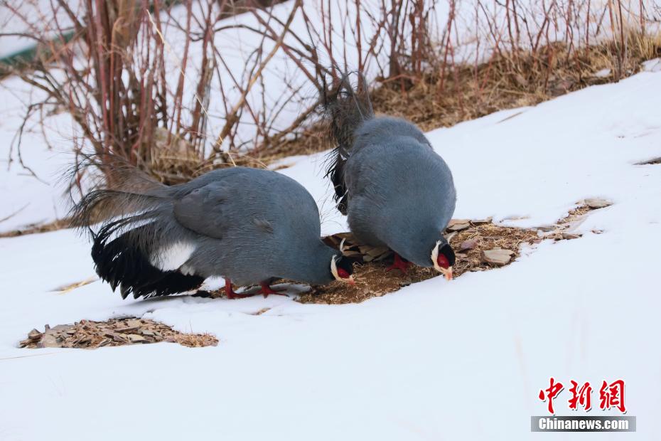 アオミミキジを?qū)幭膜钨R蘭山で観測(cè)