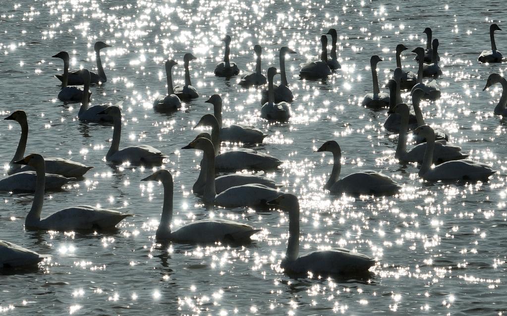 大空を舞う白鳥　河北省唐山