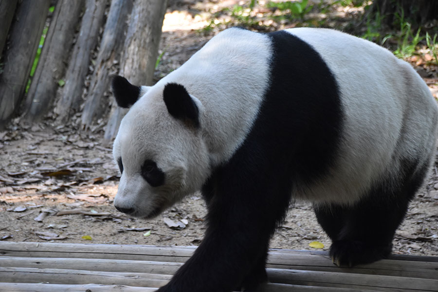 日本生まれのパンダ