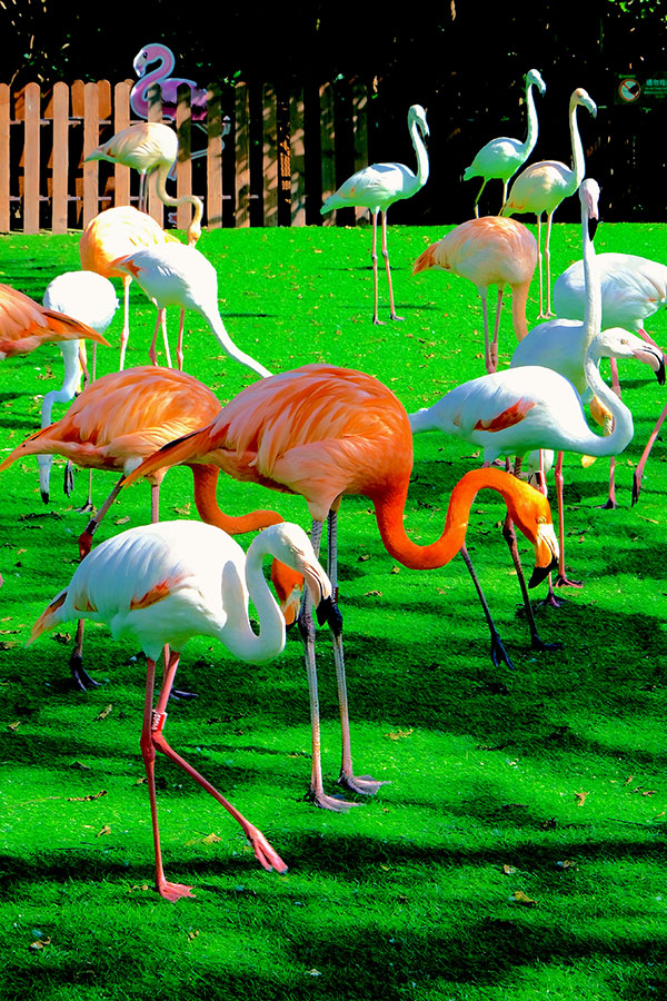 上海野生動物園