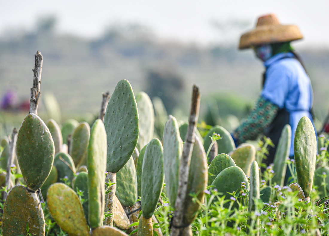 海南省の環(huán)新英灣地區(qū)、海南自由貿(mào)易港産業(yè)新城を建設(shè)