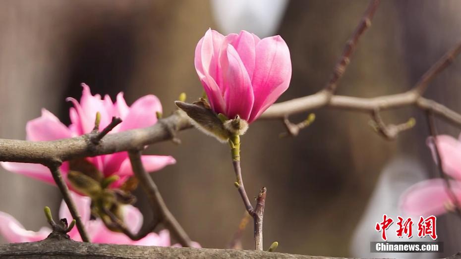 世界で唯一の樹齢400年のサラサモクレンが満開に　陝西省漢中